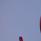 Jeff Koons "Red Dog"    |    Poster thumbnail 11