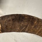 2x Grote Bufferhoorns, Ong. 100cm Lang Elk thumbnail 12