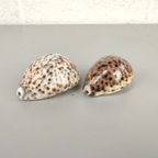 2 Schelpen: Cypraea Pantherina & Tigris thumbnail 2