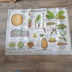 Vintage Mdi Hebri Biologie Botanische Schoolplaten 5 St thumbnail 6