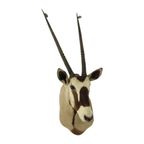 Prachtige Vintage Opgezette Oryx Antilope Gemsbok Taxidermie thumbnail 3