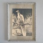 Litho Lithografie/ Lithography / Steendruk Birds / Vogels thumbnail 6