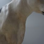 Oude Gipsen Model Van Koe Uit Slagerij, Beenhouwerij thumbnail 16