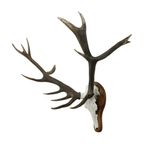 Groot Edelhert Gewei Ongelijke 16 Ender Xl Trofee Taxidermie thumbnail 3