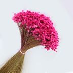Glixia Starflower Roze Fuchsia 100 Gram thumbnail 3