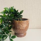 Marmer (Bloem)Potje thumbnail 7