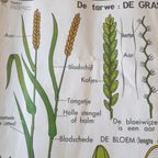 Vintage Mdi Hebri Biologie Botanische Schoolplaten 5 St thumbnail 17