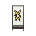 Grote Tropische Vlinders Onder Houten Stolp Papilio Thoas Taxidermie thumbnail 9