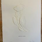 Jessica Toliver, Gewohnlicher Wundklee, Signed Paper-Cutting Is One Of Only 50 Limited-Edition thumbnail 11