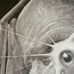 Franciszek A.b. Bilberstein-starowieyski (1930-2009), Samuel Zborowski, 1980, thumbnail 10