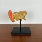 Anatomisch Model Van Menselijk Oor thumbnail 9