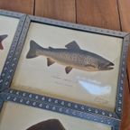 4 Vintage Ikea Vissen Lithografie In Mooie Lijsten. thumbnail 2