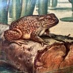 Vintage Linnen Schoolkaart – In Sloot En Plas thumbnail 5