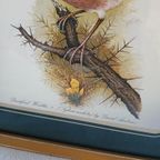 Vintage Dartford Warbler Vogel David Andrews Gouden Lijst thumbnail 6