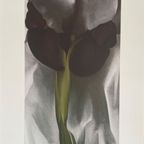 G. O’keeffe (1887-1986), Dark Iris I, 1927, thumbnail 2