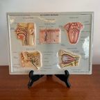 Vintage 3D Human Body Chart thumbnail 7