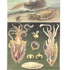 ‘Tintenfisch’ (Octopus) Schoolposter 60045 thumbnail 2