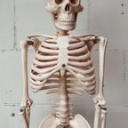 Anatomisch Model Skelet 84 Cm Hoog, 1980’S thumbnail 3