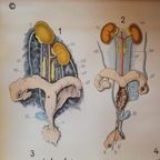 Schoolplaat Voortplantingsorganen En Ontwikkeling thumbnail 5