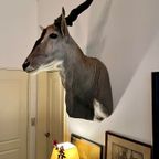 Eland Antilope thumbnail 12
