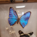 Vintage Opgezette Vlinders In Lijst thumbnail 4