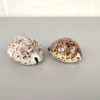 2 Schelpen: Cypraea Pantherina & Tigris thumbnail 6