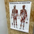 Duitse Anatomie Poster thumbnail 5