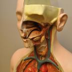 Anatomisch Model Gips thumbnail 9