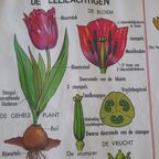 Vintage Mdi Hebri Biologie Botanische Schoolplaten 5 St thumbnail 10