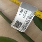 Zijden Bladeren Silk-Ka Alocasia thumbnail 2