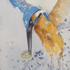 Aquarel "Ijsvogel" Christine Desender. thumbnail 8