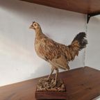 Opgezette Kip Taxidermy Vintage thumbnail 2