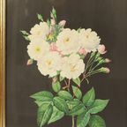Vintage Sixties Bloemen Ingelijste Botanische Kaarten P.J. Redouté thumbnail 12