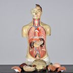 Anatomisch Model 23335 thumbnail 12