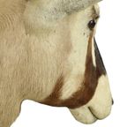Prachtige Vintage Opgezette Oryx Antilope Gemsbok Taxidermie thumbnail 19