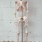 Anatomisch Model Skelet 84 Cm Hoog, 1980’S thumbnail 2