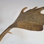 Vintage Groot Damhert Gewei Op Schild Damhertengewei ´50 Xl thumbnail 5
