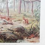 Schoolplaat Uit De Australische Dierenwereld thumbnail 5