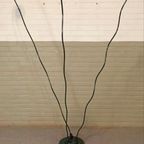 Vintage Pola Amstelveen Design Vloerlamp thumbnail 15