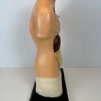 Antiek Anatomisch Model (small) – Plaaster En Papier Maché thumbnail 4