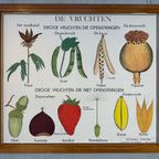 18X Vintage Schoolplaten ‘Botanica’ In Wisselkader thumbnail 14