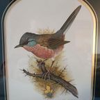 Vintage Dartford Warbler Vogel David Andrews Gouden Lijst thumbnail 4