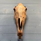 Verweerde Oude Paardenschedel thumbnail 18