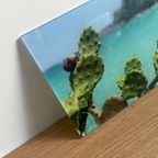 Foto Cactus Op Plexi thumbnail 3