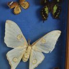 Kleurrijke Ingelijste Vlinders Taxidermie Opgezet Insect Display 9 Stuks thumbnail 5