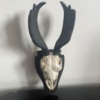 Mini Deer Skull thumbnail 4