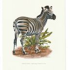 Vintage Print Chapman Zebra thumbnail 3