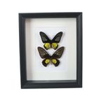 Ingelijste Vlinders Xl Troides Rhadamantus Full Body Taxidermie thumbnail 10