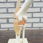 Anatomisch Model Kniegewricht thumbnail 6