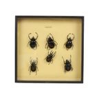 Set Van 6 Mannetjes Atlaskevers Xl Zwarte Houten Lijst Taxidermie thumbnail 4